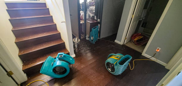 Best Mold removal after water damage  in Shenandoah, VA
