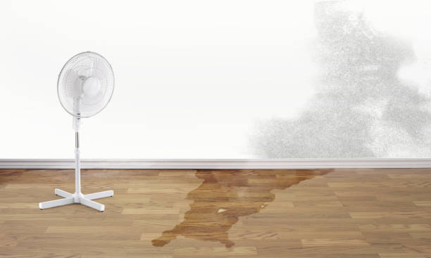 Best Water damage contractors near me  in Shenandoah, VA