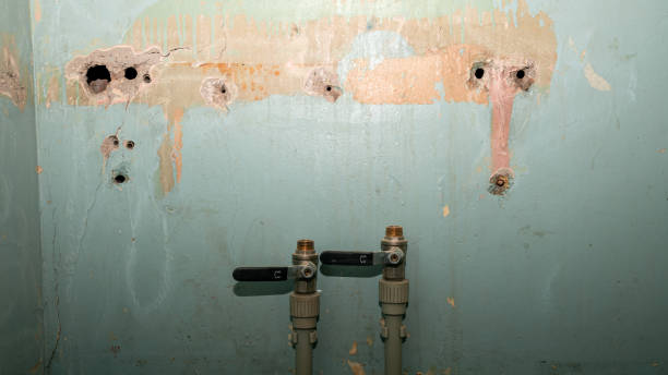 Best Mold removal after water damage  in Shenandoah, VA